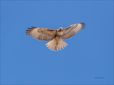 Red Tail Hawk, Fly By, Eastern, WA