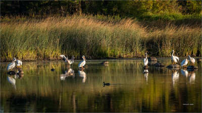 White Pelicans, Eastern WA.