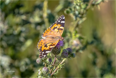 Painted Lady on Thistle, Eastern, WA.