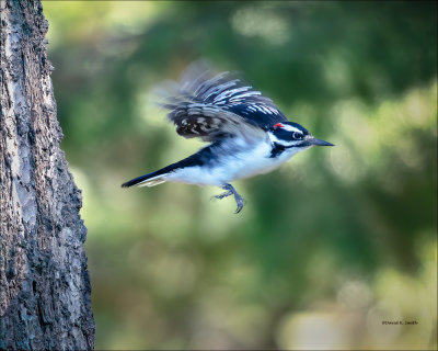 Hairy Woodpecker, Eastern, WA