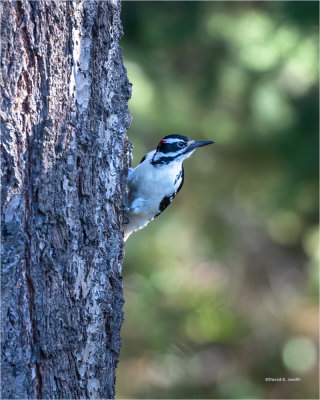 Hairy Woodpecker hanging out, Eastern, WA