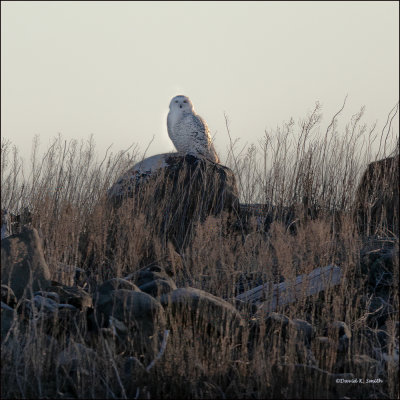 Snow Owl, Douglas Co., WA