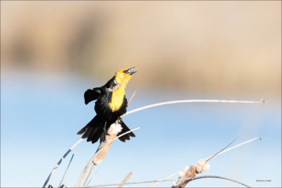 Yellow headed blackbird, Eastern, WA