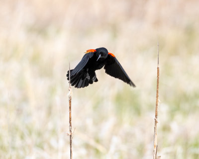 Red-winged Blackbird, Eastern, WA