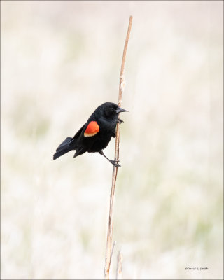 Red Winged Blackbird, Estern, WA