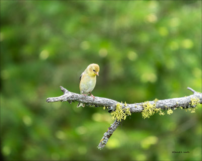 American Goldfinch female, Eastern, WA