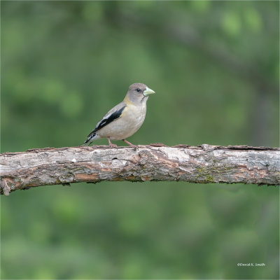 Female Evening Grosbeak, Eastern, WA