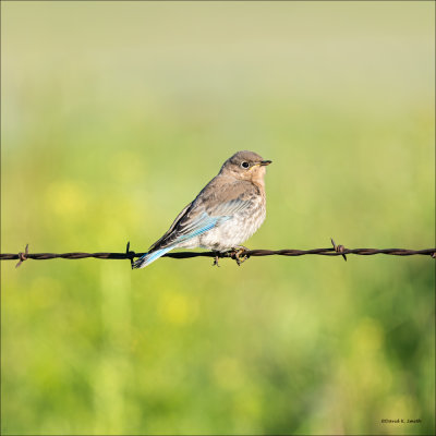Female Western Bluebird,  Eastern, WA