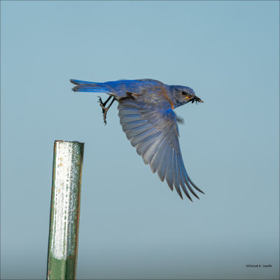 Western Bluebird taking flight, Lincoln County