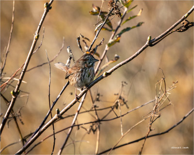 Song Sparrow, Western, WA