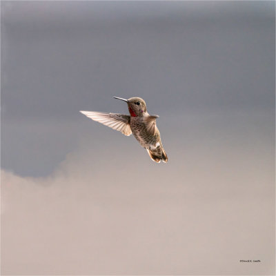 Anna's Hummingbird, Western, WA