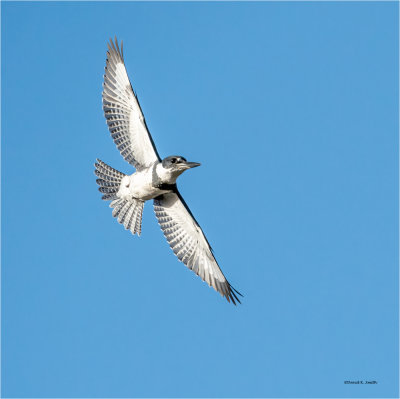 Belted Kingfisher, Whatcom, Co