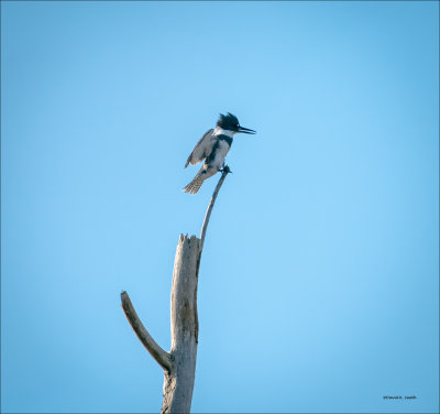 Belted Kingfisher,  Whatcom, Co.