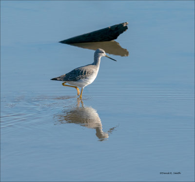 Greater Yellowlegs, Whatcom, Co.