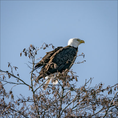 Bald Eagle, Whatcom, Co.