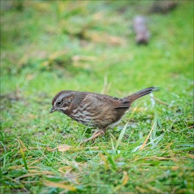 Song Sparrow, Whatcom, Co.