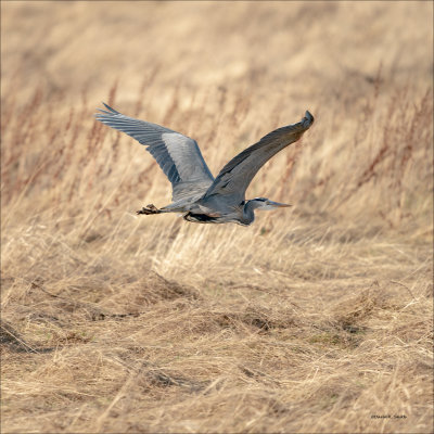 Great Blue Heron in Flight, Skagit, Valley