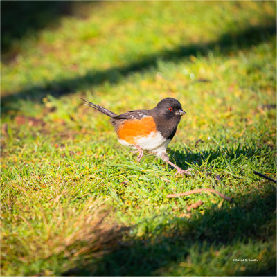 Spotted Towhee, Skagit Valley