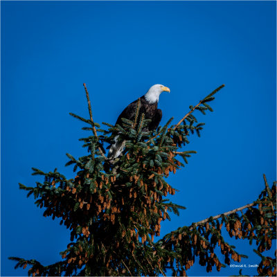Bald Eagle, Skagit Valley