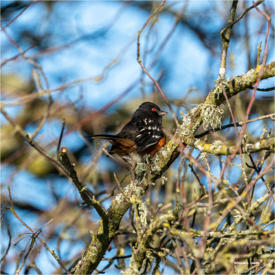 Spotted Towhee, Skagit Valley