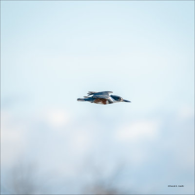 Kingfisher n flight, Skagit Valley