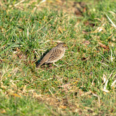 Golden-crowned Sparrow, Skagit Valley