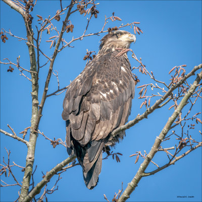 Immature Bald Eagle, Skagit Valley