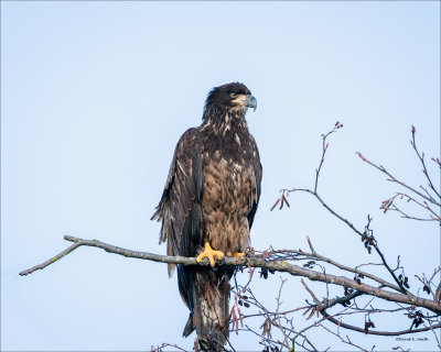 Juvenal Bald Eagle, Skagit County