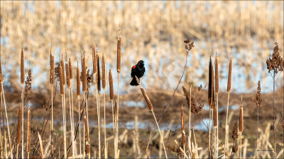 Red-winged blackbird, Skagit County