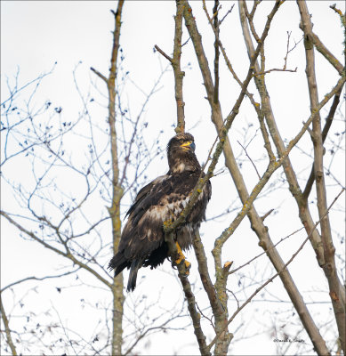 Immature Bald Eagle, Skagit County