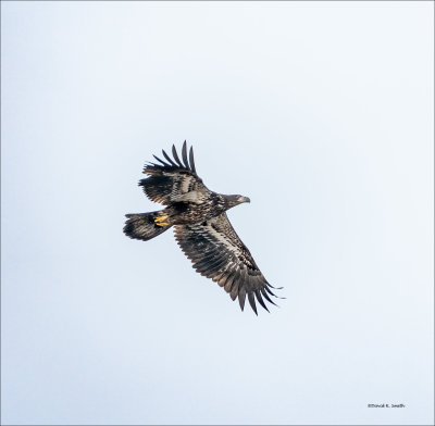 Immature Bald Eagle n Flight, Skagit, County