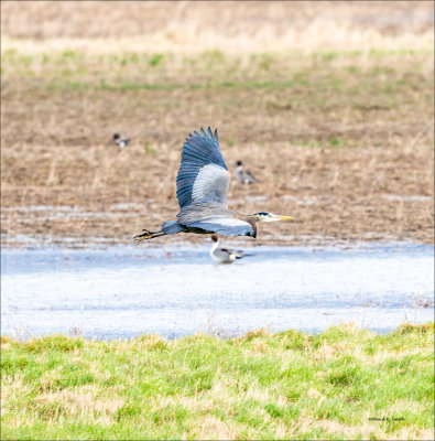 Great blue heron n flight, Skagit, County