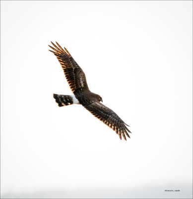 Female harrier in flight, Skagit, County