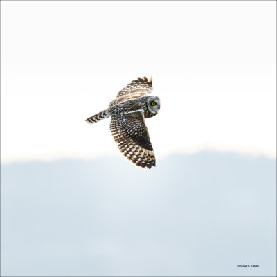Short-eared owl, Skagit County