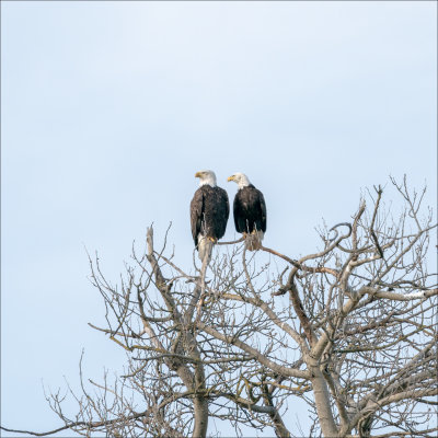 Bald eagles, Skagit, County
