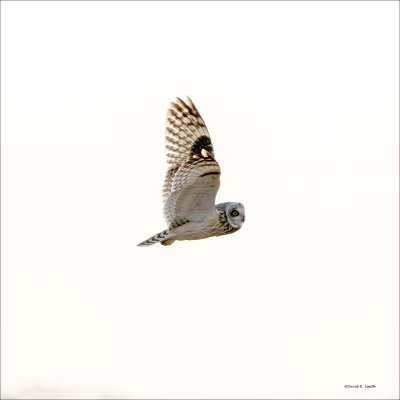 Short eared owl, Skagit, County