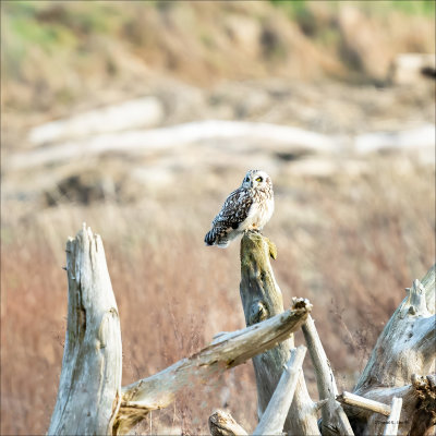 Short eared owl on a perch, Skagit, County