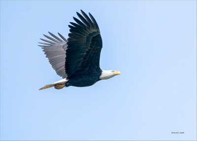 Bald Eagle Flying into the Sun