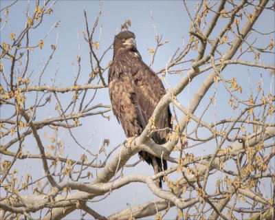 Juvenile Bald Eagle, Skagit County