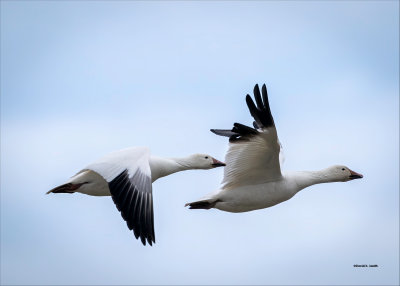 Snow Geese on their way, Skagit County