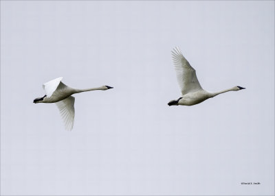 Tundra   Swans.jpg