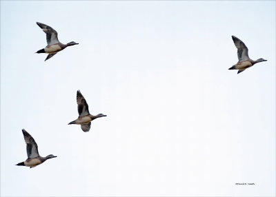 Wigeons-in-flight-of-four