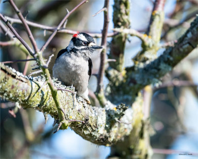 Downy-woodpecker, Skagit County