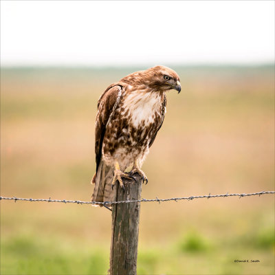 Red tail hawk, Lincoln, County
