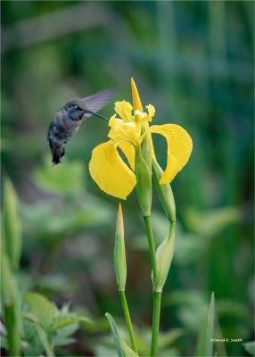 Humming bird & yellow flower, Skagit County