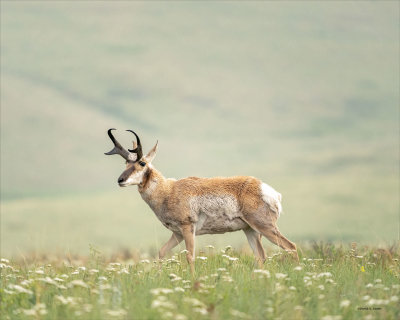 Buck Antelope, Montana