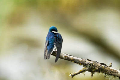 Tree Swallow, Skagit County, WA