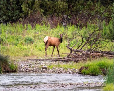 Elk, Missoula, MT.