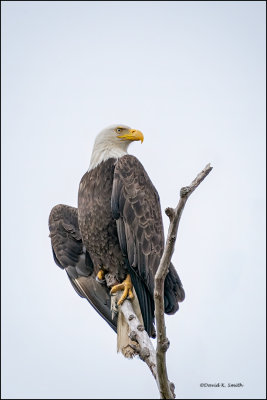 Bald Eagle, Skagit County