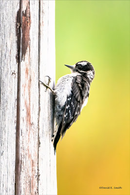 Downy Woodpecker, Skagit County